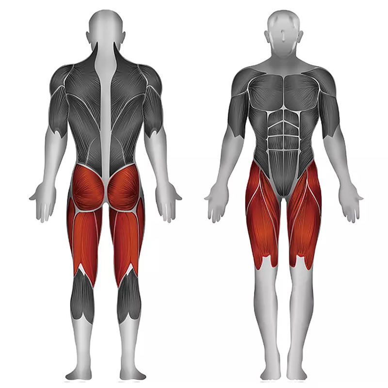 史帝飞卓越Z系列 训练部位 ID:1672 臀大肌,大腿内收肌群,大腿外展肌群,股四头肌,股二头肌